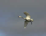 ����� ������ (Cygnus bewickii) �������� ������